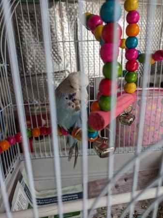Image 7 of Tamed budgie in blue colour