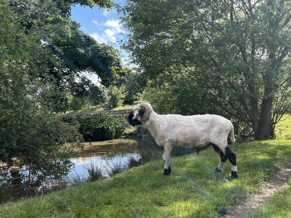 Image 1 of Valais blacknose Ram for sale