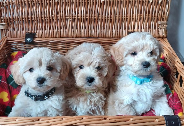 Preview of the first image of Health Tested Apricot & Cream Toy F1 Maltipoo Puppies.