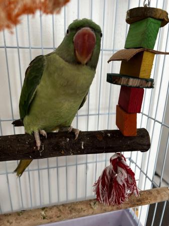 Image 4 of 5 month old baby Alexandrine