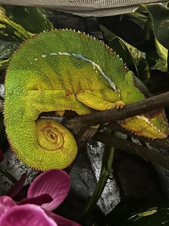 Image 5 of Panther chameleon and exo terra