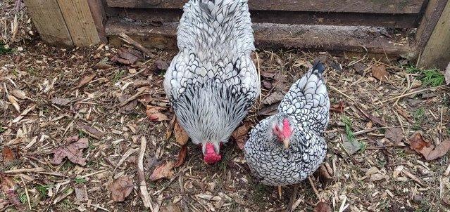 Image 4 of SALE Chicks, Chickens, Quail, Poultry