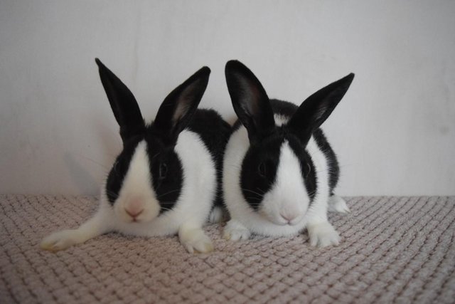 Image 3 of 14 week old pure Dutch Rabbits