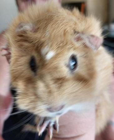 Image 4 of Female Guinea Pig for sale
