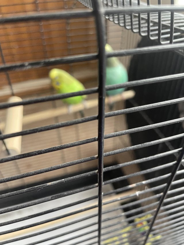 Preview of the first image of Pair of budgies with cage.