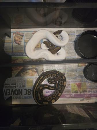 Image 2 of Black pastel pied and black pastel 100% het pied for sale