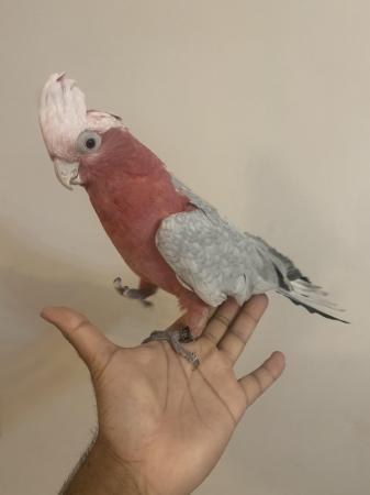 Image 7 of HandReared Cuddly Super Tame Talking Galah Cockatoo Parrot