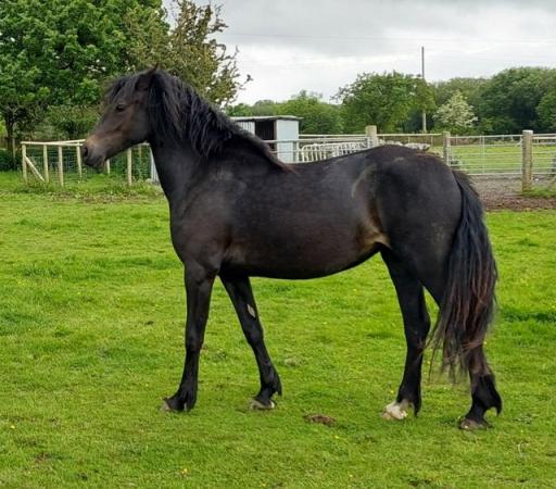 Image 1 of Stunning Welsh Section D Mare