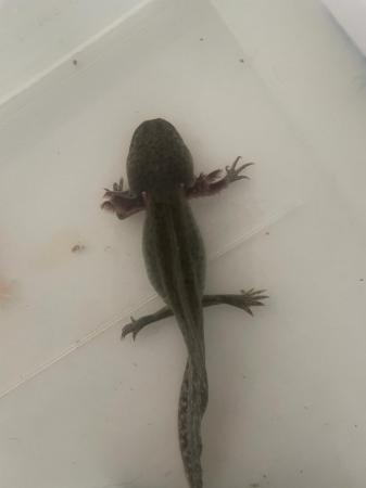 Image 2 of Variety of axolotls for sale