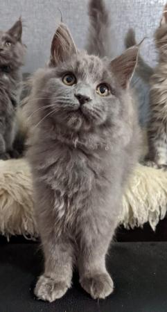 Image 5 of Stunning silver blue smoke Maine Coon Stud GCCF