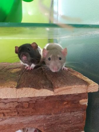 Image 1 of Male and Female Rats Available