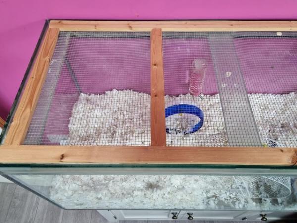 Image 6 of 2 Female Gerbils with complete set up.