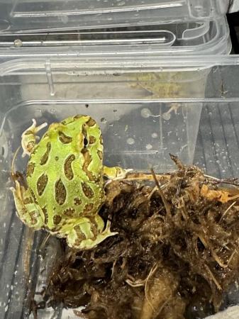 Image 4 of Pac-Man Lime Green Frog. Really nice pattern
