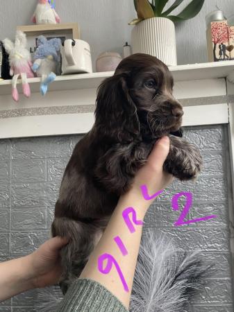 Image 32 of Cocker spaniel show type KC registered. READY