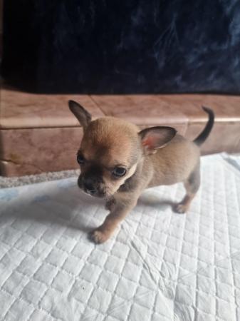 Image 6 of Chihuahua male pups for sale