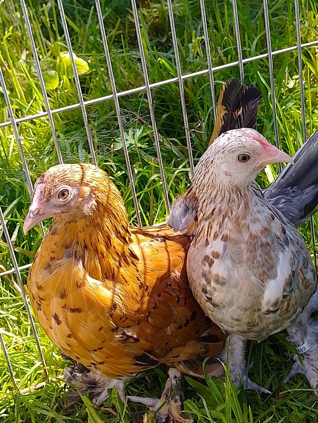 Preview of the first image of Booted Bantam (sabelpoot) Pullets.