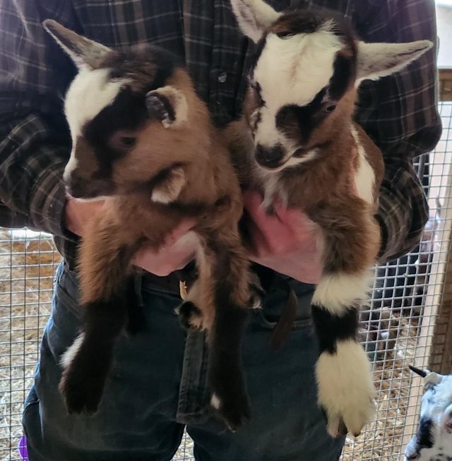 Preview of the first image of Tri Coloured Disbudded Pygmy goat kids.