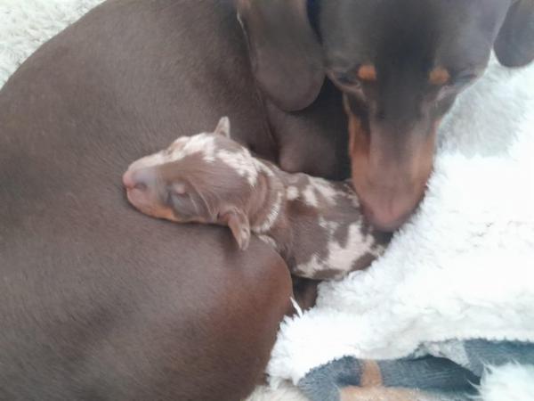 Image 2 of 1 KC REGISTERED/PRA CLEAR MINIATURE DACHSHUND PUPPY