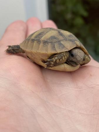 Image 3 of Hermann tortoise 2024 hatchlings for sale