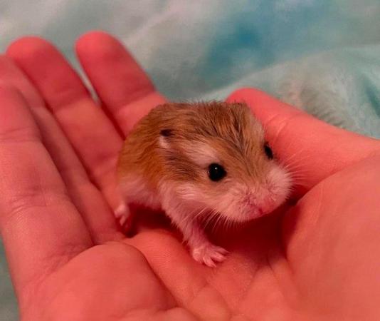 Image 3 of Baby Dwarf Hamsters For Sale