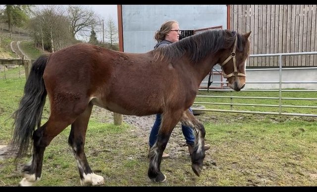 Image 2 of Eye catching 2 year old Welsh gelding to make 14.1hh approx