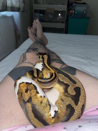 Image 5 of Adult females x2 pied for sale