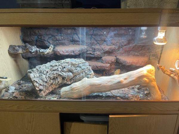 Image 5 of Hypo Translucent Bearded Dragon and enclosure