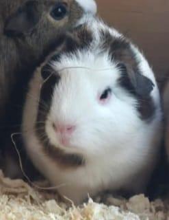 Image 6 of 7 Guinea Pigs For Sale to a lovin home 1 Male 6 Females