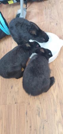 Image 3 of 3 sociable gorgeous bunnies looking for forever loving homes