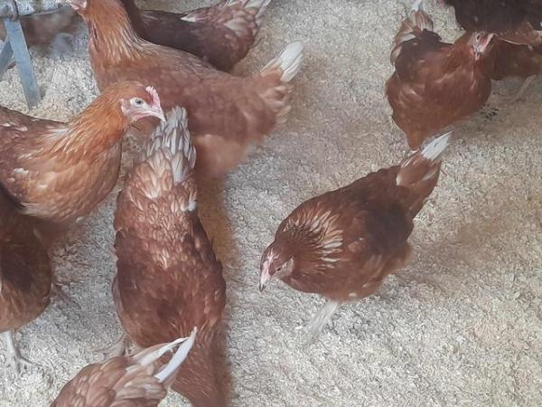 Image 3 of Chickens for sale, brown hybrid POL hens