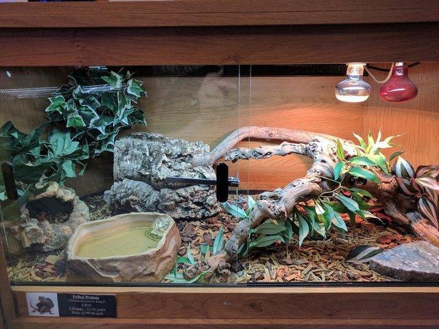 Preview of the first image of Reptile Setups for sale in Birmingham.