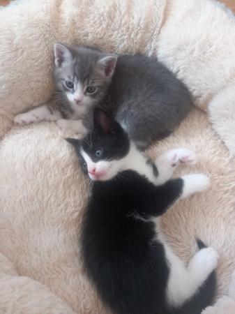 Image 4 of 2 male and 1 female fluffy kittens for sale
