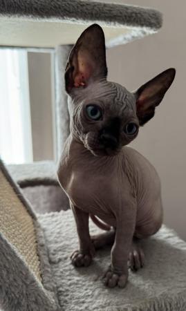 Image 1 of 2 sphynx kittens ready now for loving homes