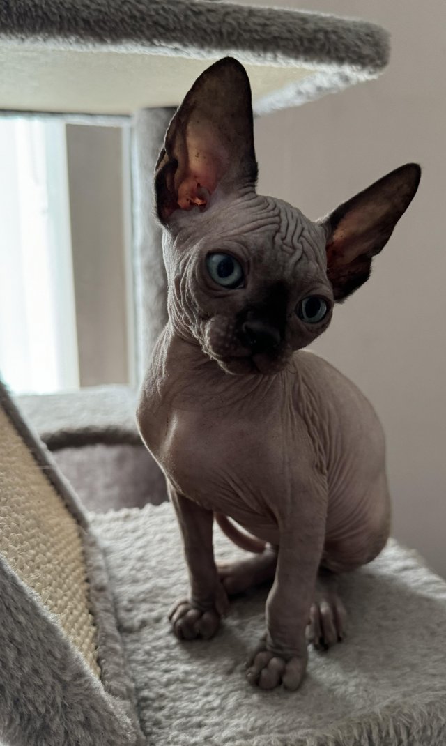 Preview of the first image of 2 sphynx kittens ready now for loving homes.