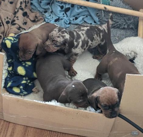 Image 19 of Dachshund Puppies available males and females