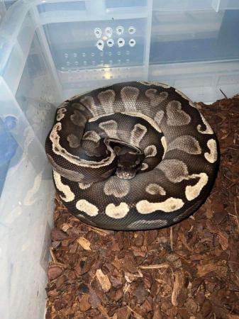 Image 10 of Variety morph ball pythons male & female