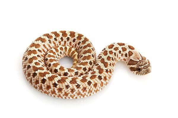 Image 4 of LOTS OF SNAKES AT GREAT PRICES Available now