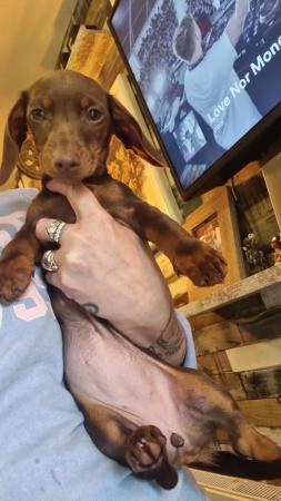Image 2 of Beautiful miniature dachshund (reduced price)