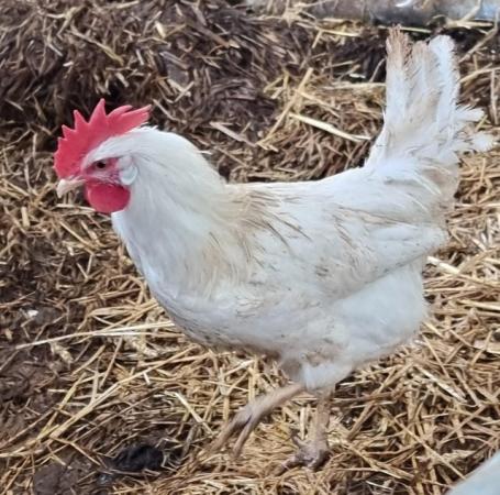 Image 2 of White Leghorn hatching eggs