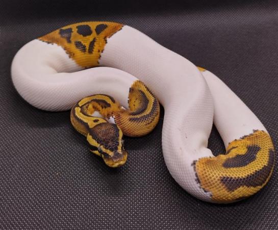 Image 1 of Male Royal Pythons for sale mix of ages/prices