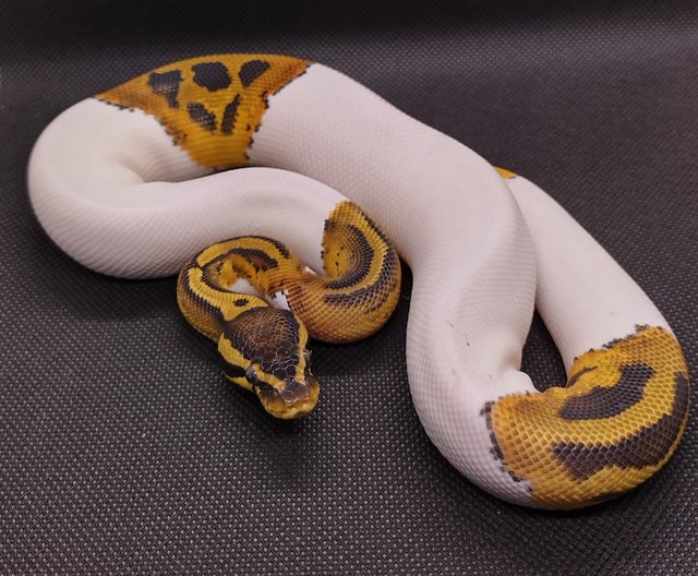 Preview of the first image of Male Royal Pythons for sale mix of ages/prices.