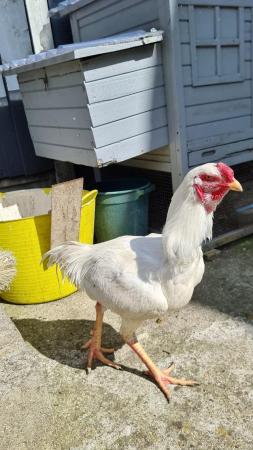 Image 3 of Shamo stage chicken for sale
