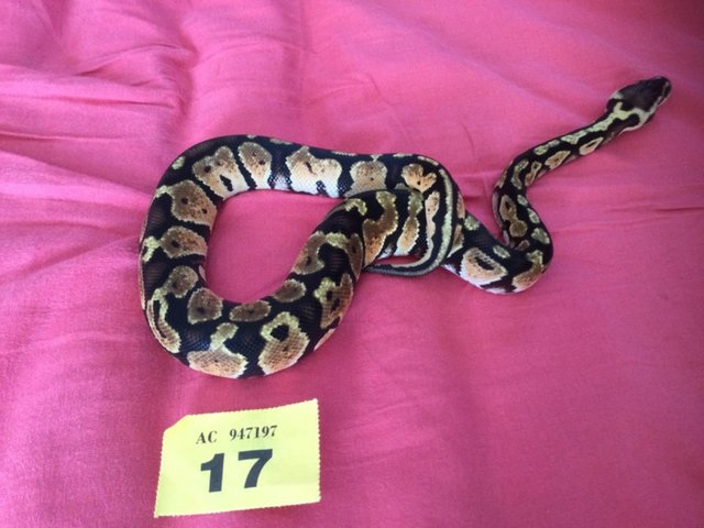 Preview of the first image of Female pastel baby royal python.