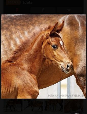 Image 2 of Hanoverian dressage filly for sale