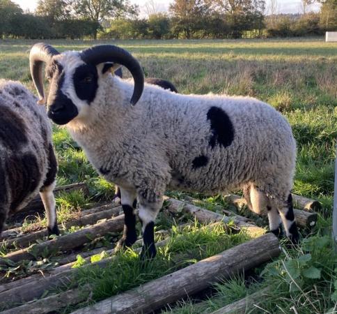 Image 1 of Shetland sheep mature rams for sale.