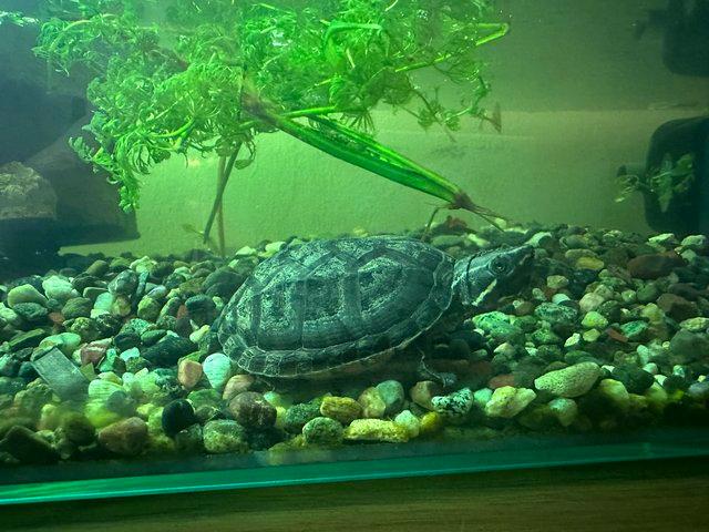 Preview of the first image of Two 1 year old musk turtles with complete set up..