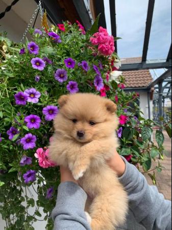 Image 5 of Pomeranian puppies Now Ready !