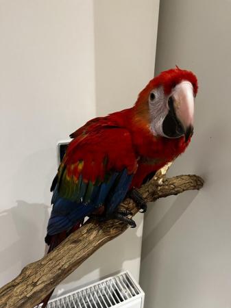 Image 2 of ??Adorable Baby Scarlet Macaw for Sale!??