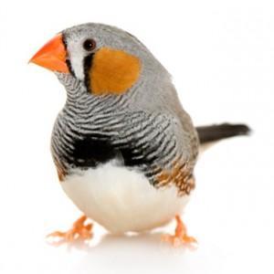 Image 19 of Stocked Bird List at Warrington Pets & Exotics