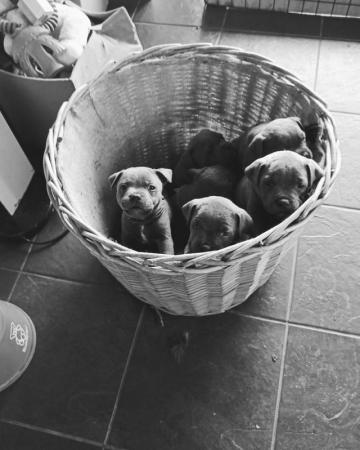 Image 11 of beautiful champion blue Staffordshire bull terrier puppies